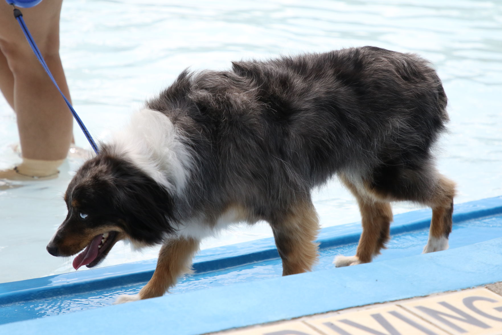 Dogs at the pool (18).JPG